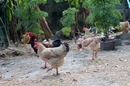 chicken in the garden

