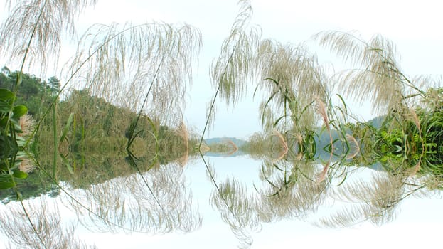 grass