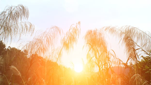 grass
