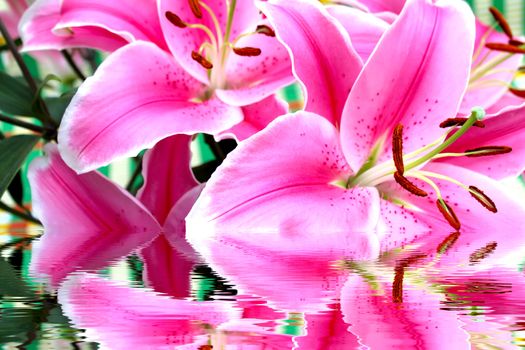 Lily