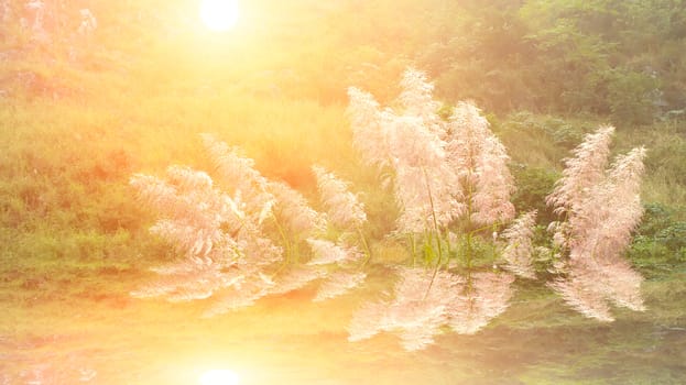 feather grass