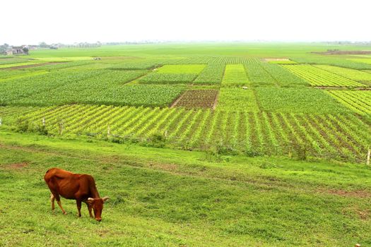 field of vegetables