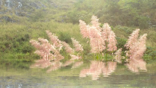 feather grass