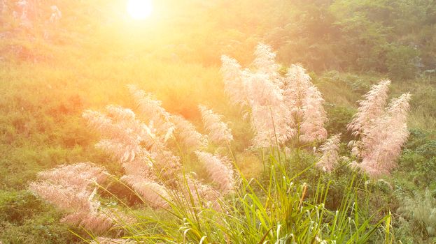 feather grass