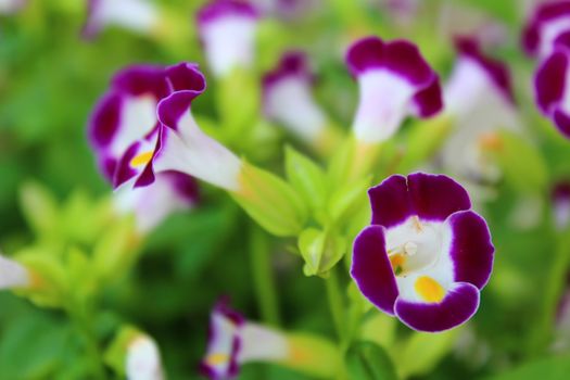 Nice purple flower in the field

