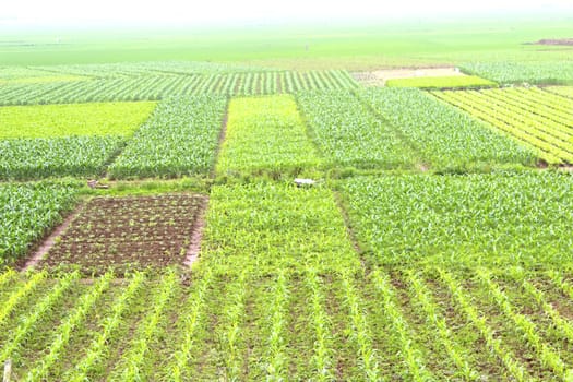 field of vegetables