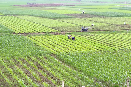 field of vegetables
