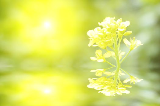 yellow flower