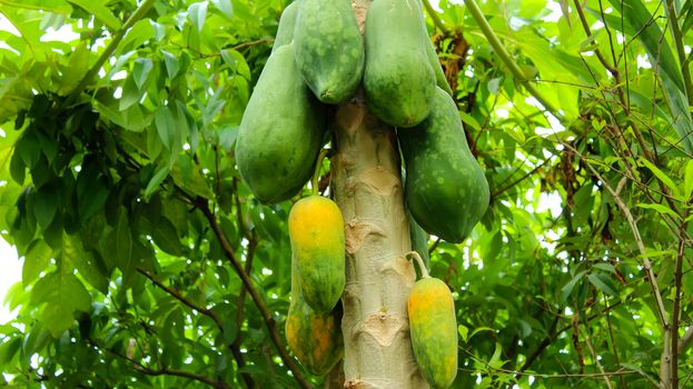 papaya tree