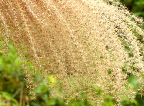grass