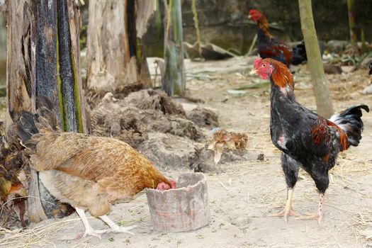 chicken in the garden