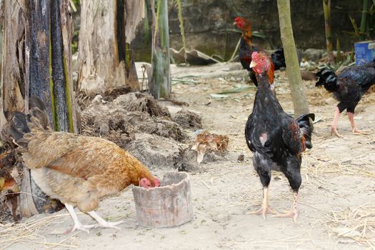 chicken in the garden