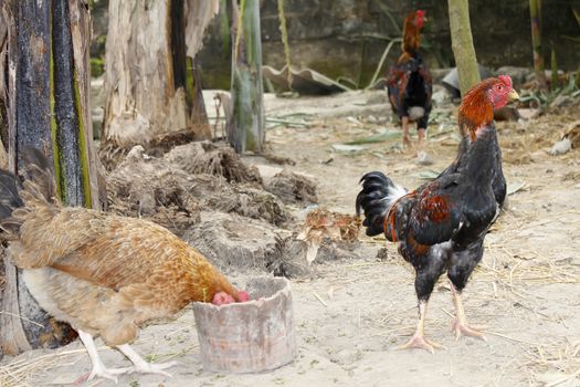 chicken in the garden