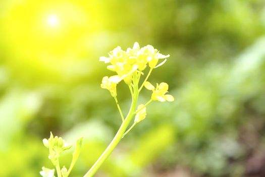 yellow flower

