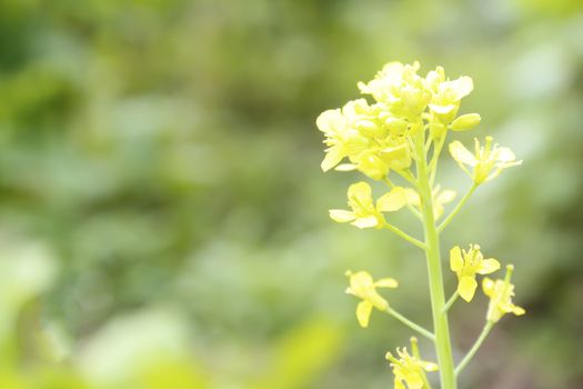 yellow flower