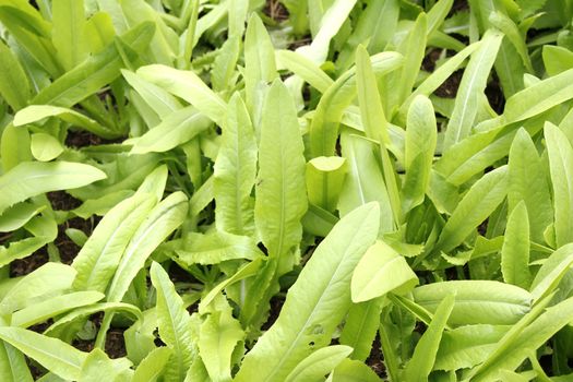 vegetables in the garden