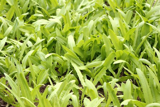 vegetables in the garden