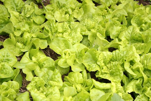 vegetables in the garden