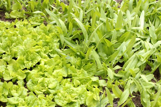 vegetables in the garden