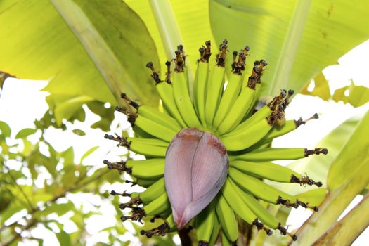 banana flower