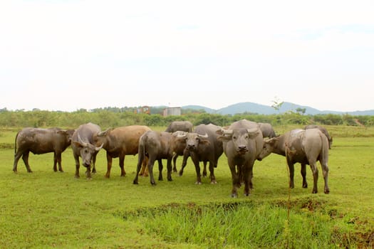 herd of buffalo on the field