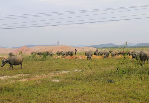 HAI DUONG, VIETNAM, August, 14: group of people shepherding buffalo herd on August, 14, 2014 in Hai Duong, Vietnam. 