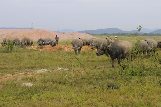 HAI DUONG, VIETNAM, August, 14: group of people shepherding buffalo herd on August, 14, 2014 in Hai Duong, Vietnam. 