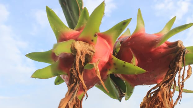 dragon fruit and the sky