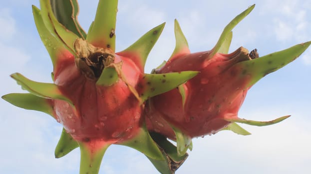 dragon fruit and the sky