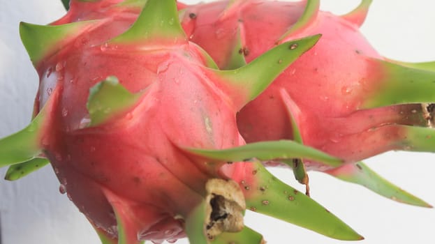 dragon fruit and the sky