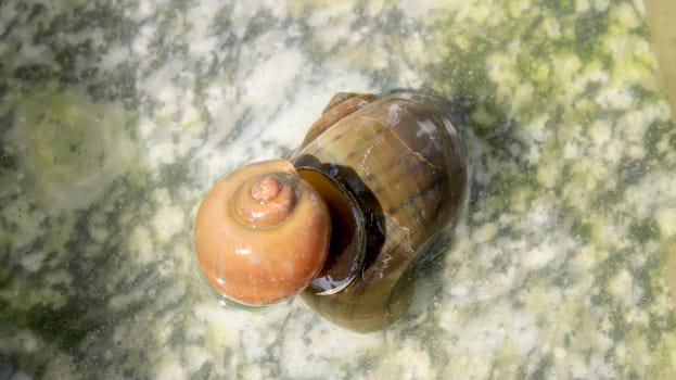 
snails mating