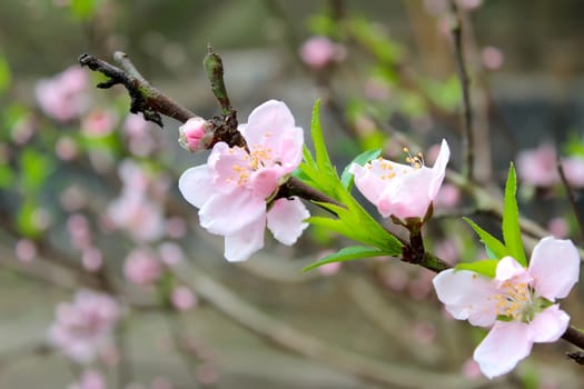 peach flowers