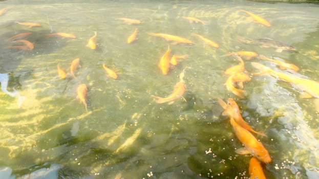 golden carp