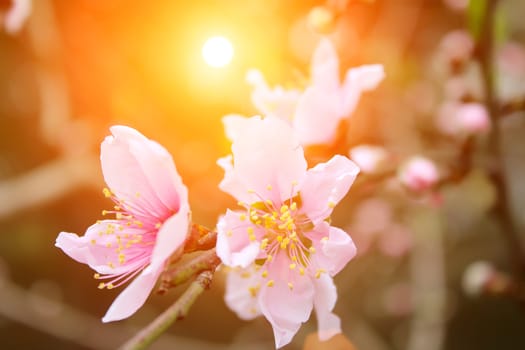 peach flowers