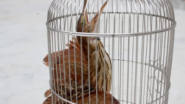 
brown stork in cage