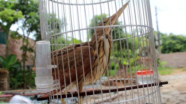 
brown stork in cage