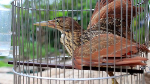 
brown stork in cage