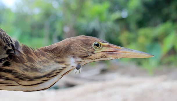 hammerkop