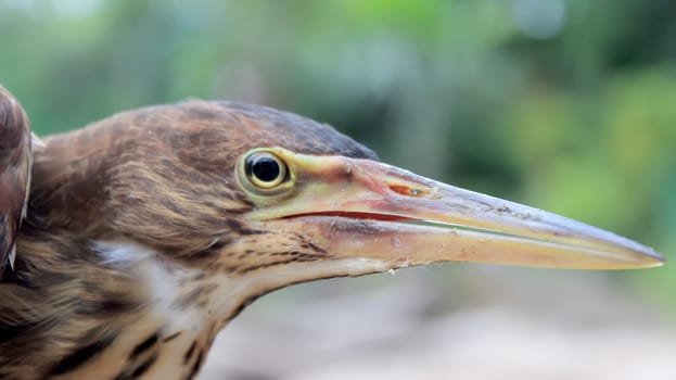 hammerkop