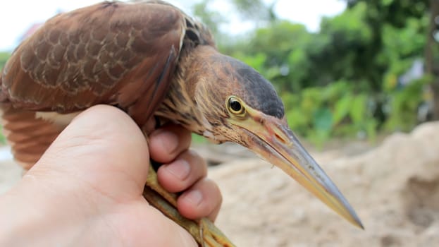 hammerkop