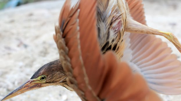 hammerkop