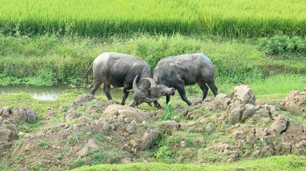 herd of buffalo on the field