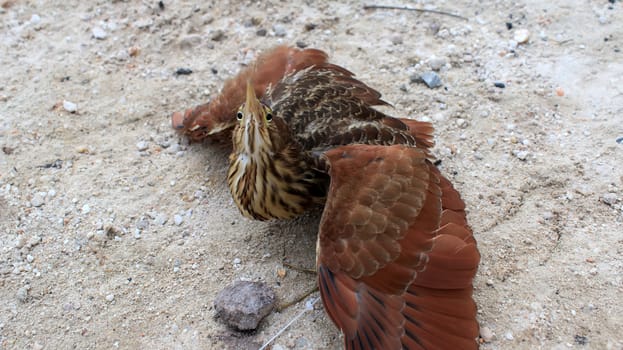 hammerkop