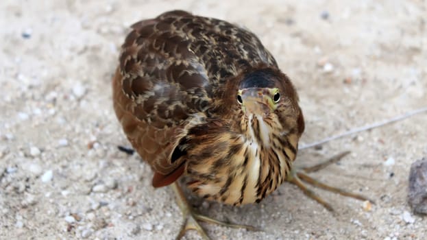 Hamerkop