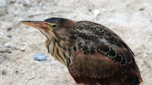 
brown stork in cage