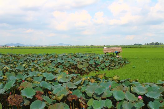 green rice, field, lotus pond, hut and sky