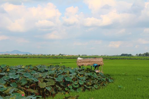 green rice, field, lotus pond, hut and sky

