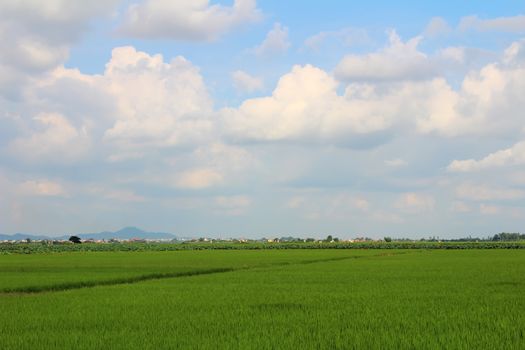 green rice field and sky