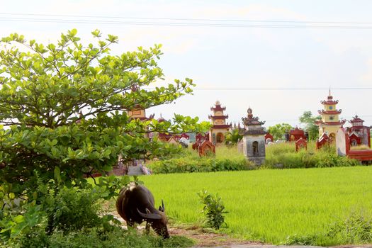 The water buffalo 