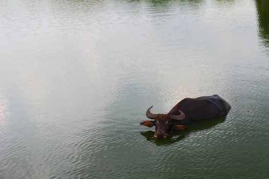 The water buffalo in pond